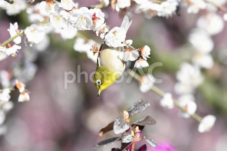 メジロとしだれ梅 メジロ,梅,木の写真素材