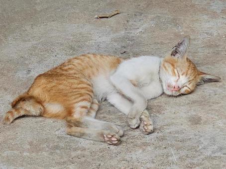 死んだように寝る野良猫 猫,子ネコ,子猫の写真素材