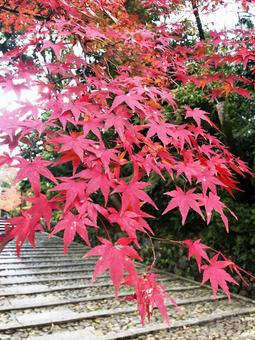 紅葉 紅葉の写真
