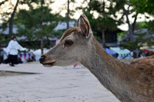 奈良公園の鹿 奈良県 シカ 奈良公園の鹿 奈良県 シカの写真