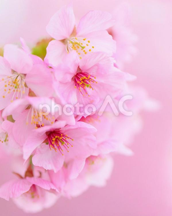 心ときめく桜の彩り 桜,サクラ,さくらの写真素材