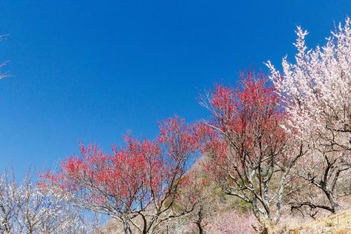 青空に映える満開の紅梅 梅,迎春,梅の花の写真素材