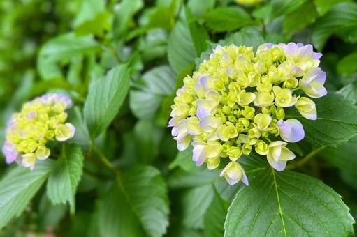 むらさきの紫陽花 むらさきの紫陽花の写真