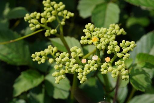 ヤブガラシの花 ヤブガラシの花の写真