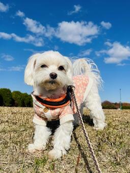 マルチーズ 犬,マルチーズ,かわいい犬の写真素材