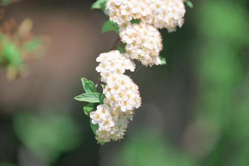 光を浴びる雪柳の一房　清水公園 ユキヤナギ,雪柳,花の写真素材