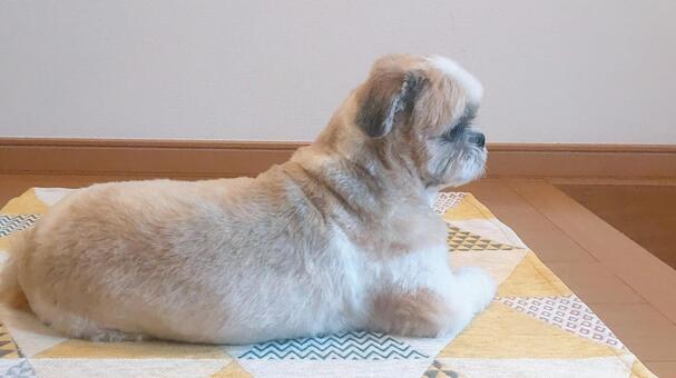 玄関マットの上でくつろぐ室内犬 玄関,玄関内,玄関マットの写真素材