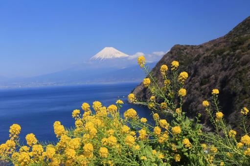 井田からの富士山 井田からの富士山の写真