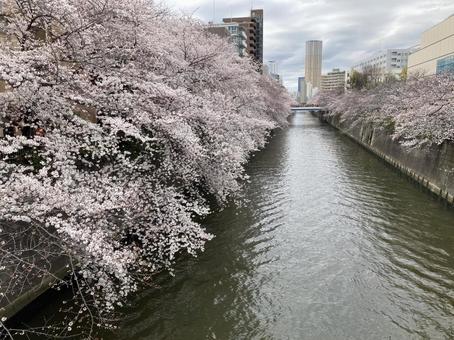 桜と川 桜と川 桜,川,目黒川の写真素材