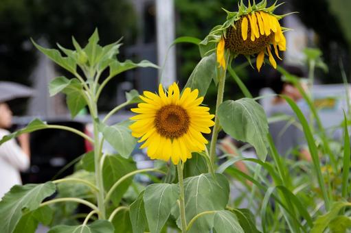 ヒマワリの花 ヒマワリの花 ヒマワリ,向日葵,夏素材の写真素材