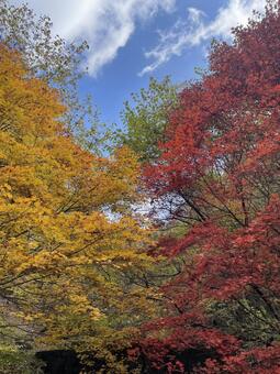 晩秋の田舎 風景,レトロ,ノスタルジーの写真素材