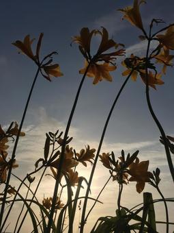 カンゾウと夕暮れ トビシマカンゾウ,カンゾウ,黄色の写真素材