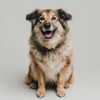 おすわりする茶色の犬 おすわりする茶色の犬の写真