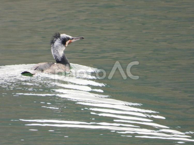 富岡市大塩湖で撮った繁殖羽のカワウ カワウ,バードウォッチング,湖の写真素材