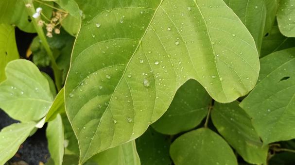 After the Rain - Drops of water on Kuzuha, JPG After the Rain - Drops of water on Kuzuha, JPG