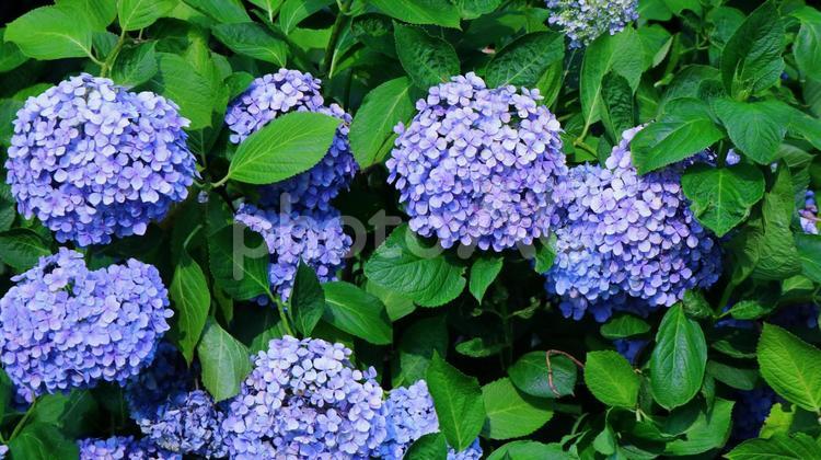 ブルーのウズアジサイ	 花,自然,植えるの写真素材