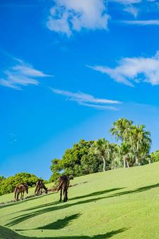 鹿児島　開聞山麓自然公園（トカラ馬牧場） 開聞山麓自然公園,トカラ馬牧場,開聞岳の写真素材