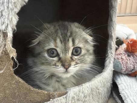 Photo, kitten, scottish fold, broken ears, 