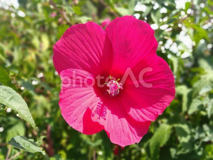 初夏から秋にかけて咲く花「ムクゲ」 初夏,夏,秋の写真素材