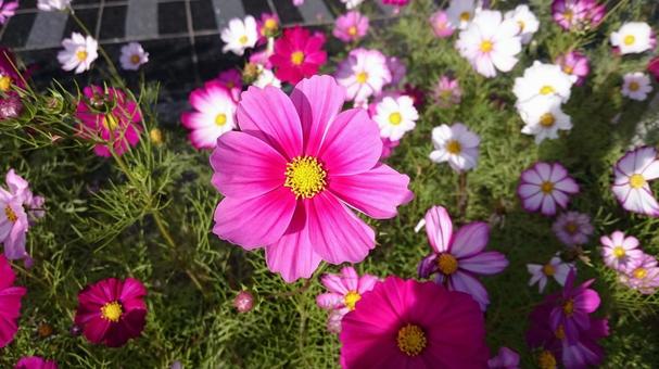 秋の日差しに映えるコスモスの花 秋の日差しに映えるコスモスの花 コスモス,秋,ピンクの写真素材