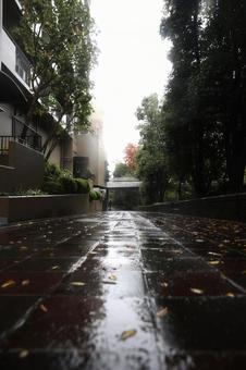 タイルに映る光  雨,反射,路面の写真素材