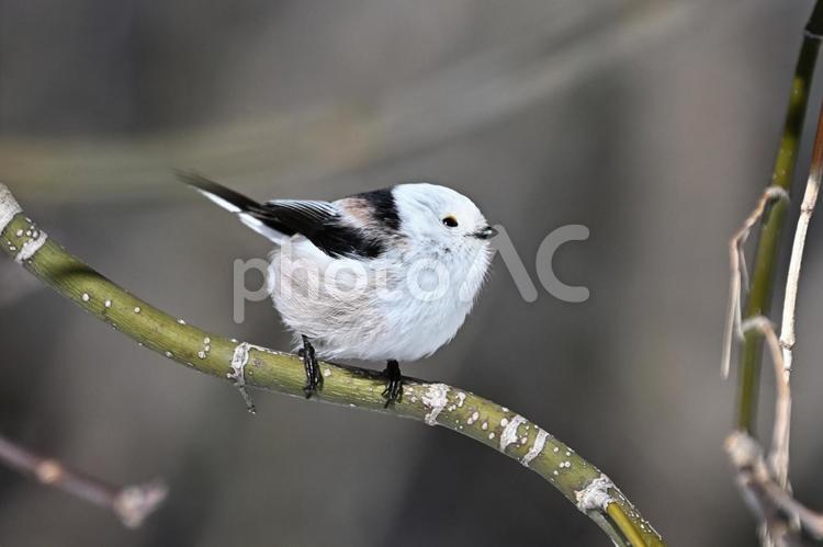 シマエナガ シマエナガ,雪の妖精,エナガ科の写真素材