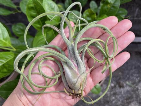 エアープランツ 植物,ティランジア,エアープランツの写真素材