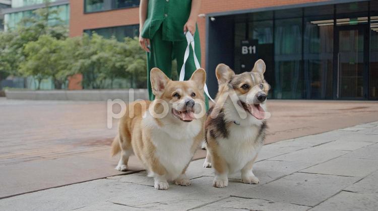 舌を出す2匹の犬 犬,ペット,茶色の写真素材