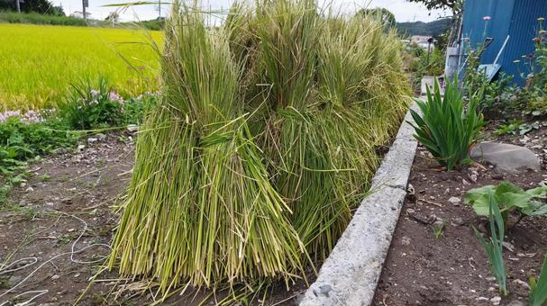 田んぼとワラ立て2の写真