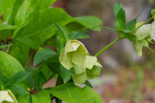 緑の中にうつむくクリスマスローズ クリスマスローズ,花,花びらの写真素材