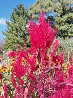 ケイトウ3 花,秋,ケイトウの写真素材