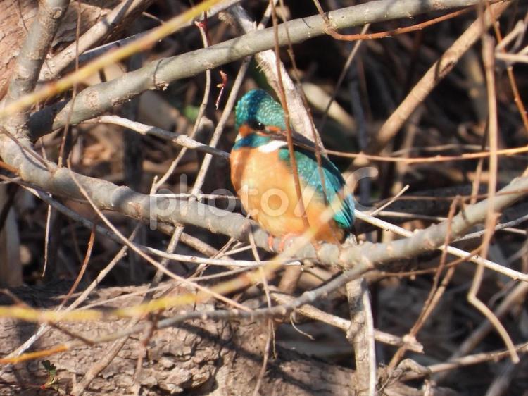 近所の小川で撮ったカワセミ 小鳥,鳥,自然の写真素材