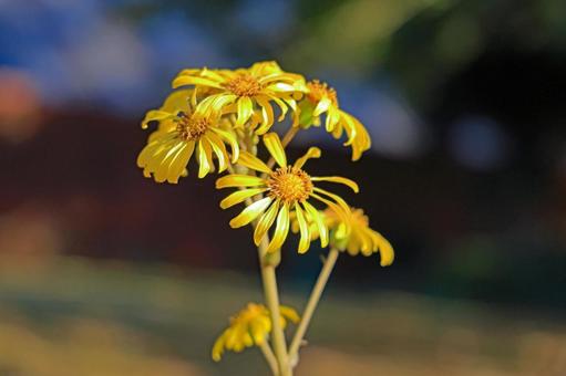 ツワブキの黄色い花 ツワブキ,黄色い花,花の写真素材