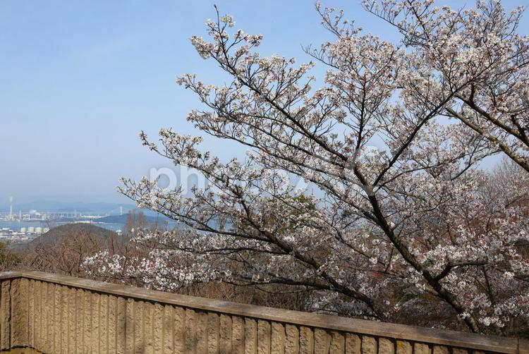 ４月上旬の五色台白峯展望台からの桜の花 背景,桜,花の写真素材