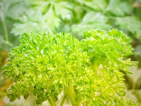 パセリ パセリの写真