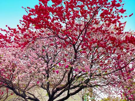 八重桜 八重桜の写真