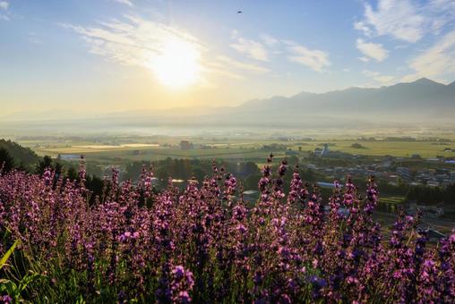 Lavender field early in the morning, JPG Lavender field early in the morning, JPG