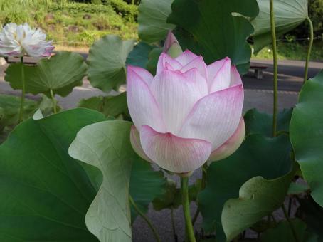 Photo, a lotus, natural, landscape, 