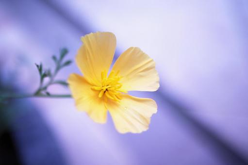 可愛い黄色い花 可愛い黄色い花 花,黄色い花,植物の写真素材