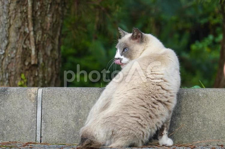 舌を出す青い目の猫 ネコ,のらねこ,動物の写真素材