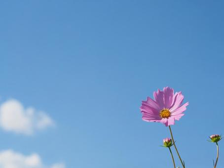 空とコスモス 空とコスモス コスモス,一輪の花,青空の写真素材