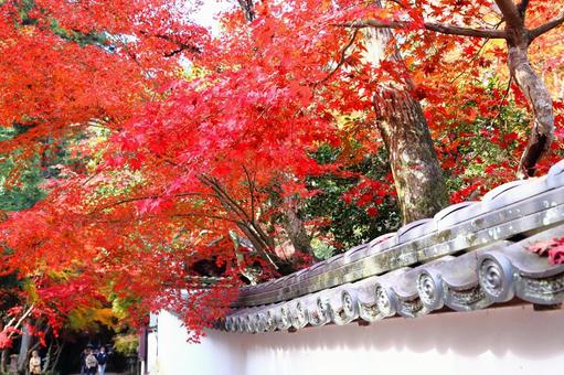 白壁とモミジ 紅葉,モミジ,西林寺の写真素材