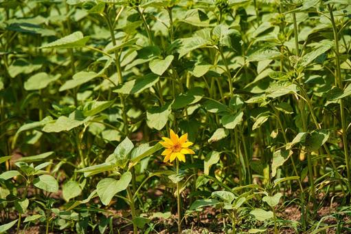 第一ヒマワリ発見 第一ヒマワリ発見 植物,ヒマワリ,ぽつんの写真素材