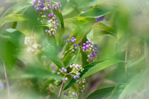 コムラサキ コムラサキ,コシキブ,果実の写真素材