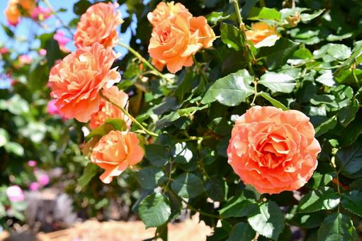 薔薇 ブラスバンド 薔薇 ブラスバンドの写真