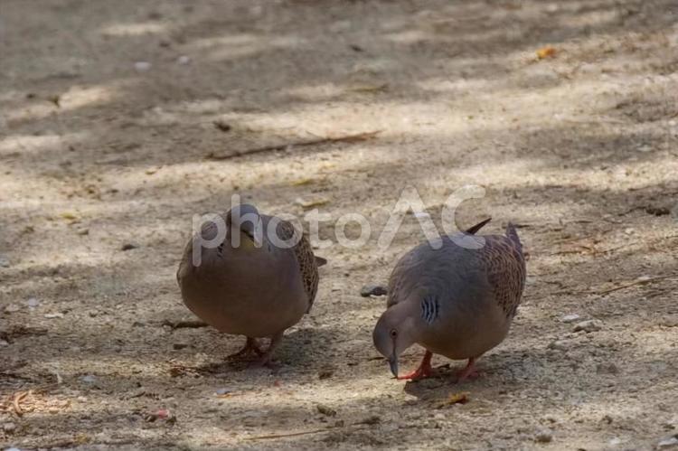 ２匹並んだキジバト キジバト,はと,２匹の写真素材