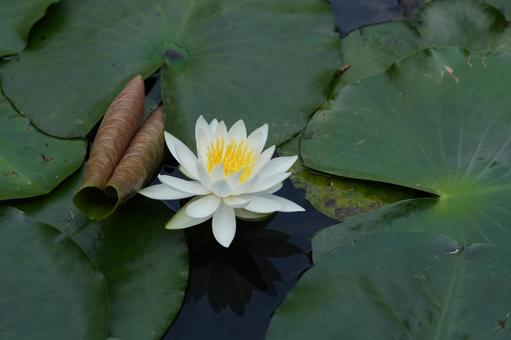 Photo, water lily, a lotus, summer flowers, 