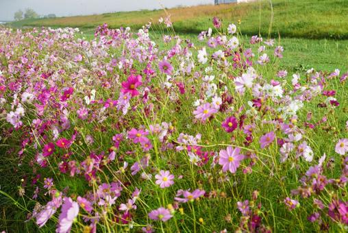 コスモスの花 コスモス,秋,花の写真素材