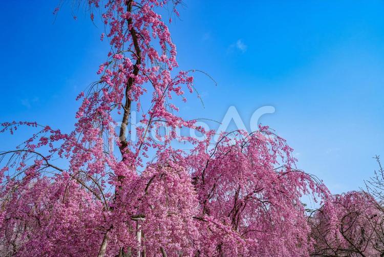 見事な枝ぶりの枝垂れ桜 桜,花,花びらの写真素材