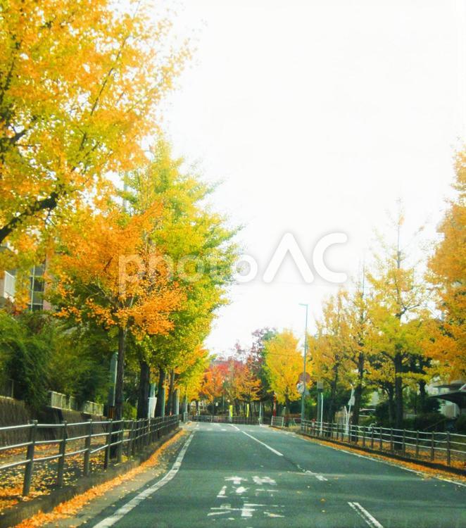 秋の銀杏並木 紅葉,秋,銀杏の写真素材